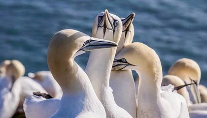 华体会官方网站-NBA-英格拉姆36分杰伦格林34分 猛龙胜太阳