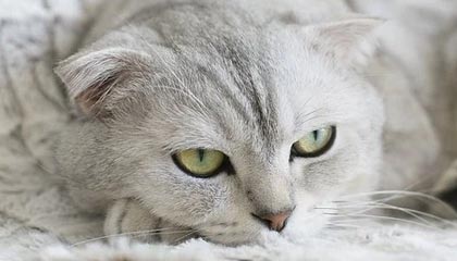 华体会官方网站-NBA-英格拉姆36分杰伦格林34分 猛龙胜太阳