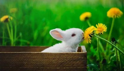 华体会团队-广东宏远从追到9分到崩盘20分：那一波换人，把胜利换给了辽宁